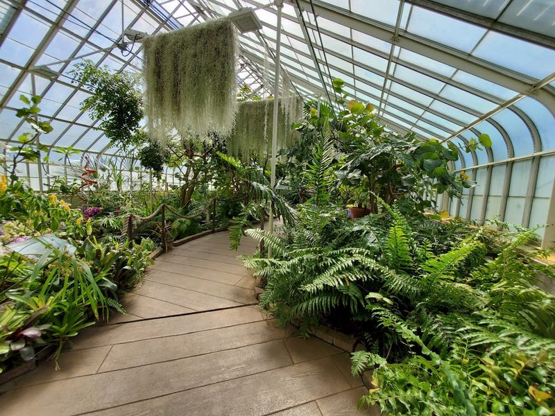 Ferns, Fronds, And A Room Full Of Green Calm