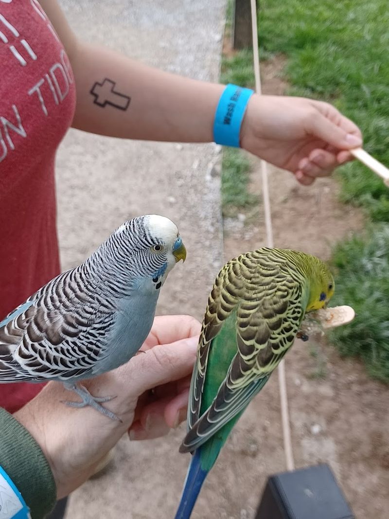 The Aviary Where Birds Land Close Enough To Surprise You