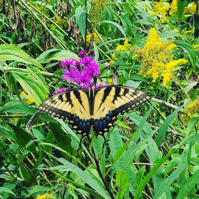 Wildlife And Wildflowers Make Every Season Worth The Drive