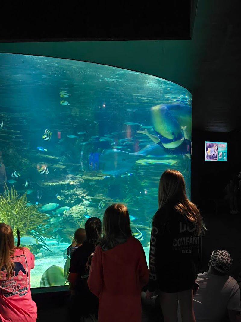 Feeding Times, Dive Shows, And Scheduled Programming