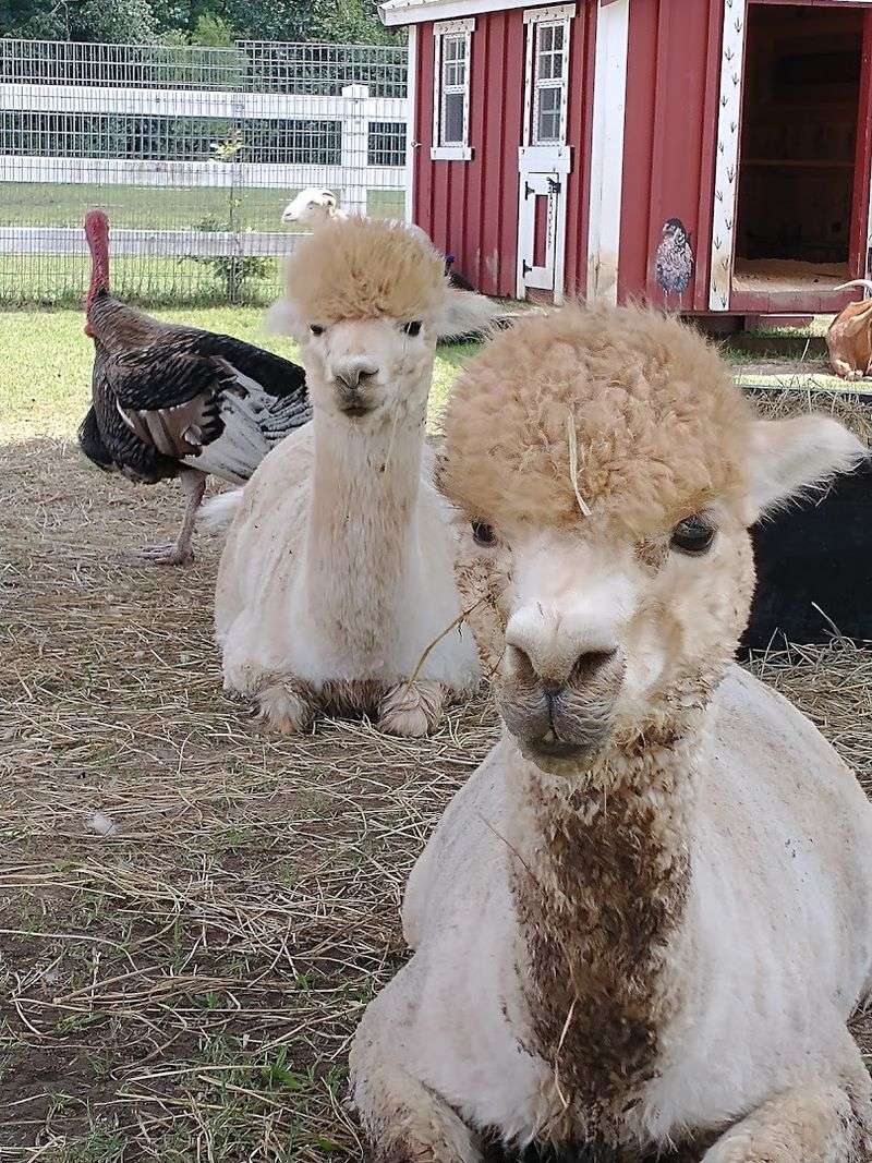 What Children Take Away From A Day At The Sanctuary