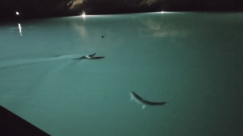 The Rainbow Trout Of The Lost Sea Have A Story All Their Own