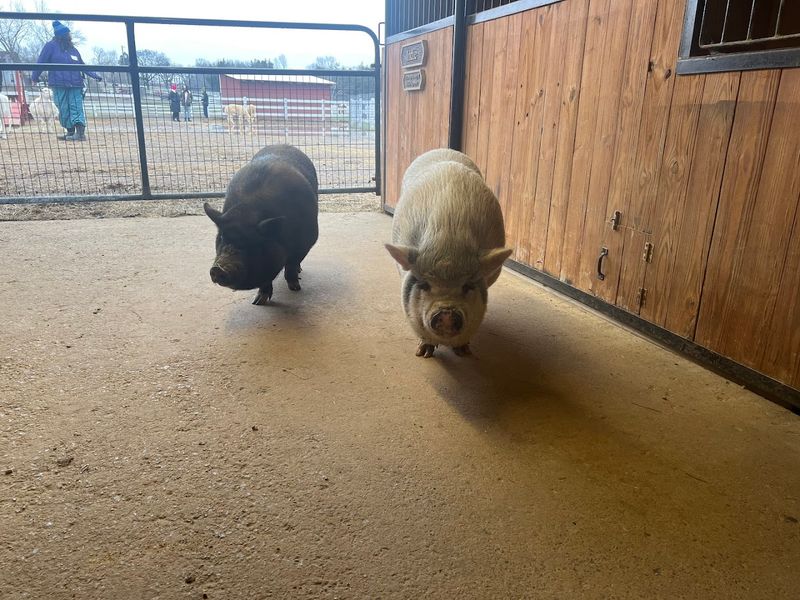 Why The Gentle Barn Stands Apart From Other Day Trip Options In Tennessee