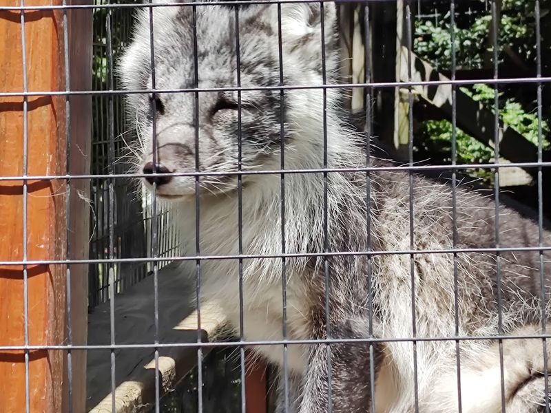 The Hike That Separates Casual Visitors From True Wolf Enthusiasts