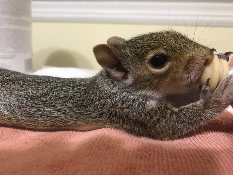 Wildlife Center of Long Island, Inc.