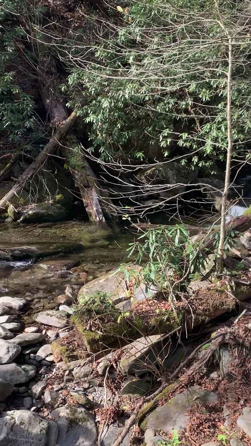 Springtime Wildflowers That Line The Path With Color