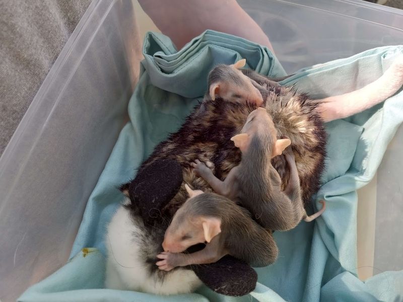 Briggs Run Wildlife Area And Rehabilitation