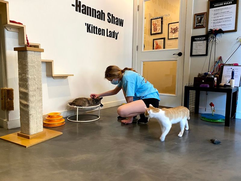 All Cats Are Adoptable And Come From Trusted Shelter Partnerships