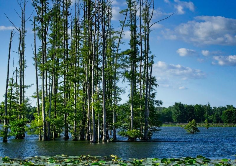 Hatchie National Wildlife Refuge, Stanton