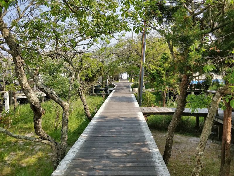 The Sunken Forest, Where Nature Built Something Genuinely Unexpected