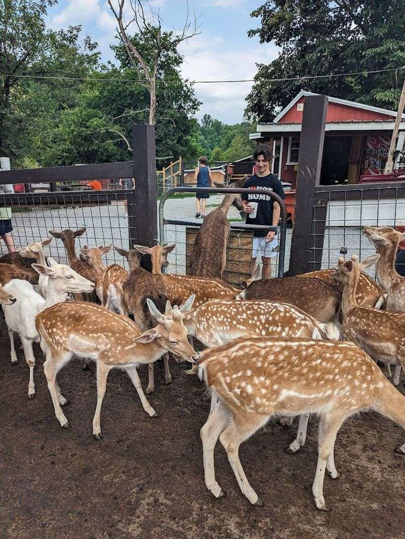 Smoky Mountain Deer Farm & Exotic Petting Zoo, Sevierville