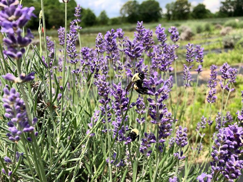 Twin Creeks Lavender Farm