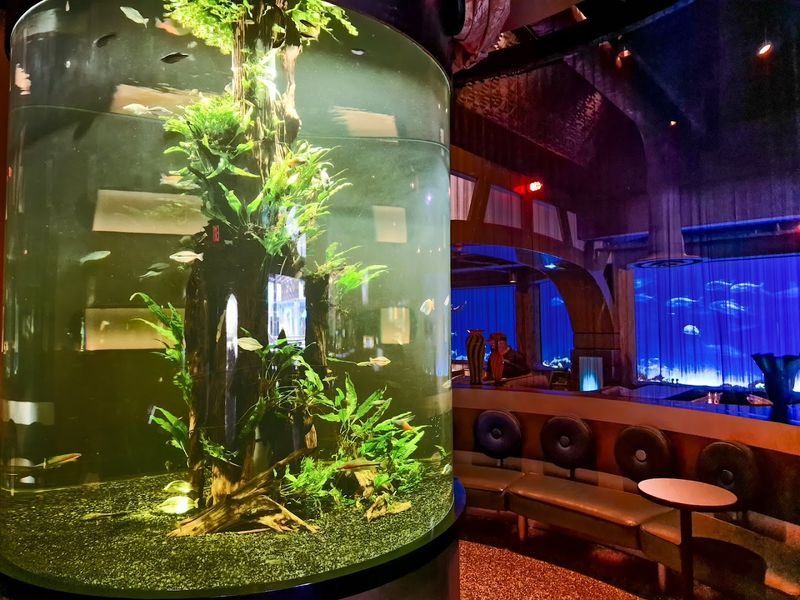 Inside Sharks Underwater Grill: An Unforgettable Experience