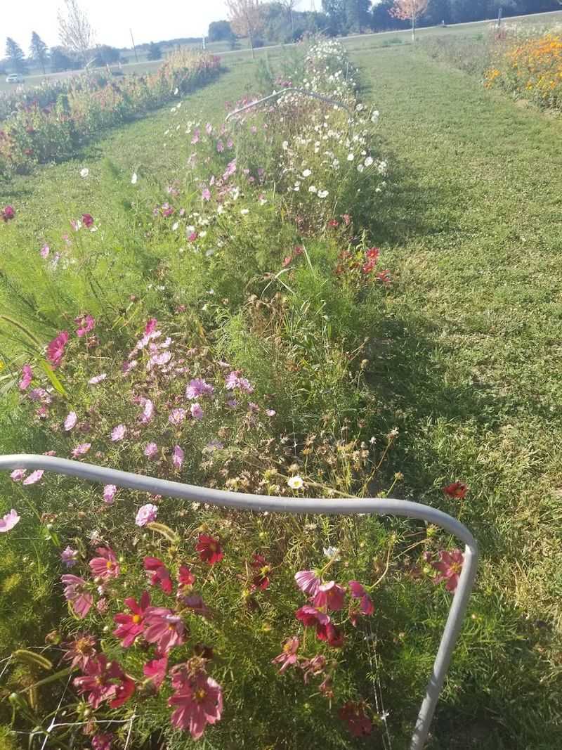 Walking Paths That Let Visitors Wander Through The Blooms