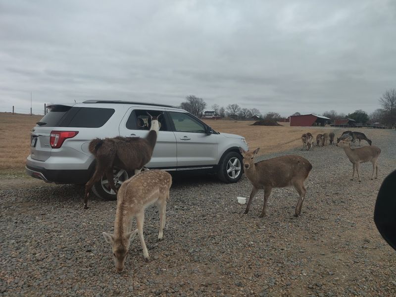 Drive Through A Safari Park In West Tennessee