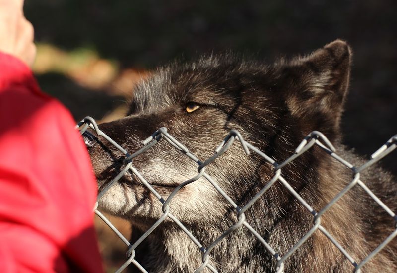 Why You Cannot And Should Not Touch These Wolves