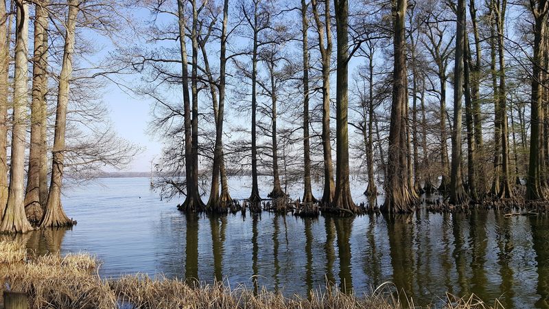 Reelfoot Lake State Park, Tiptonville