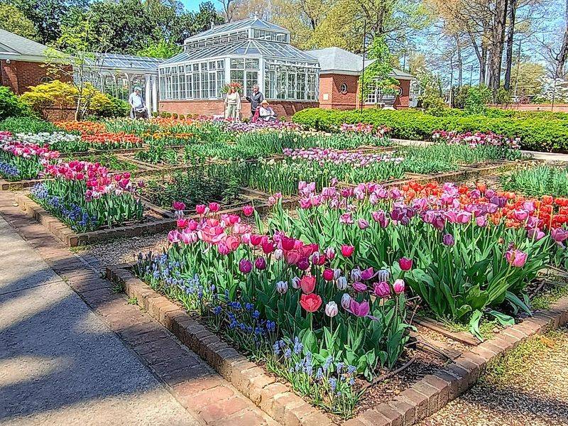 The Tulip Display That Makes Spring In Memphis Unforgettable