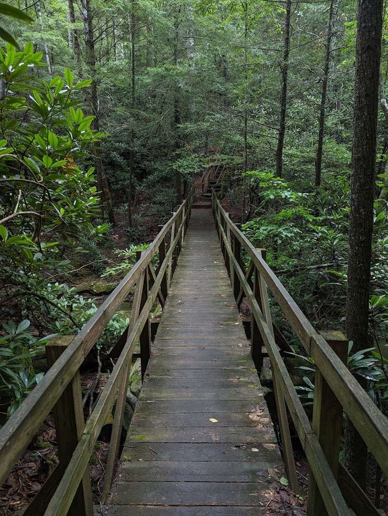 Camping Beneath The Forest Canopy