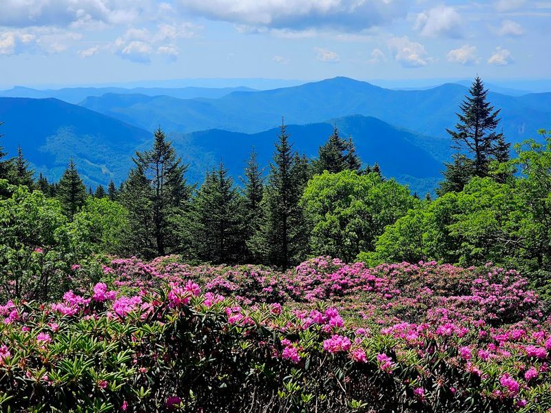 Roan Mountain Rhododendron Gardens Trail, Roan Mountain