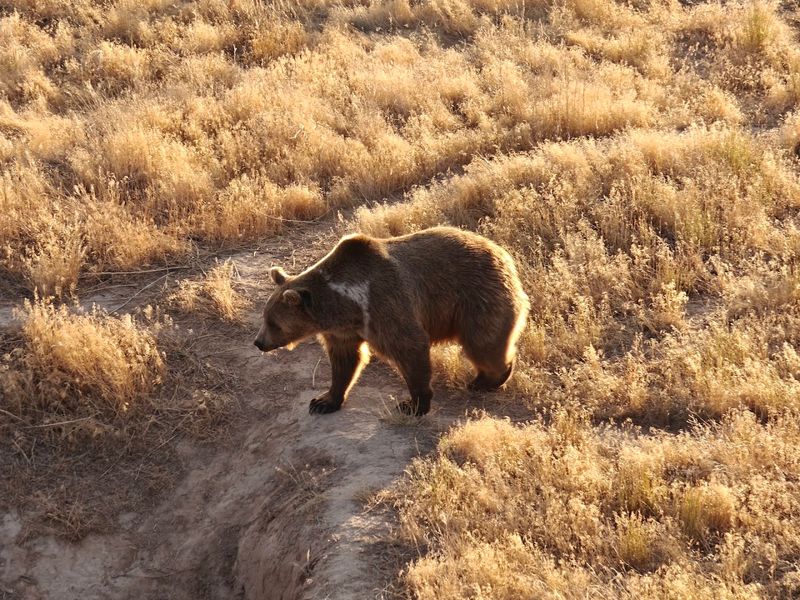 A Quiet Visitor Experience Designed For The Animals