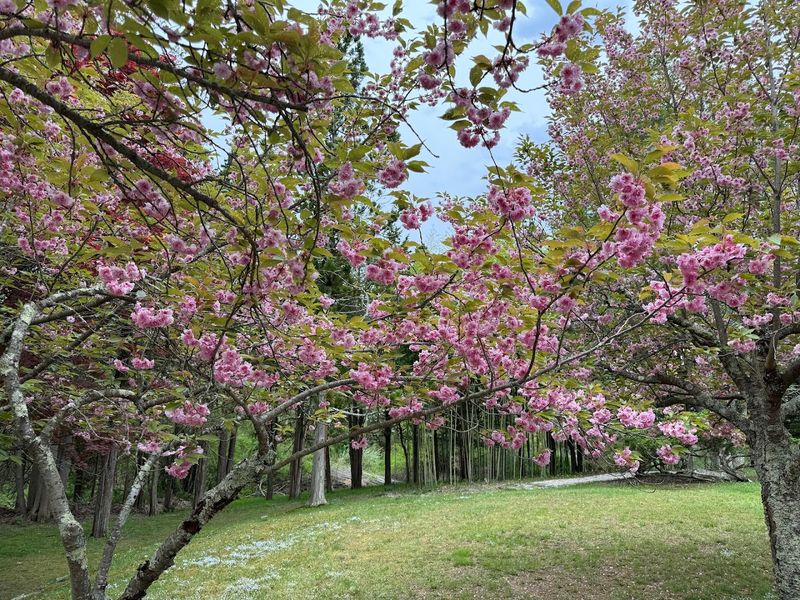 Cherry Blossoms, Azaleas, And The Garden At Peak Season
