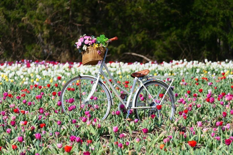 Seasonal Festivals That Transform The Farm Throughout The Year