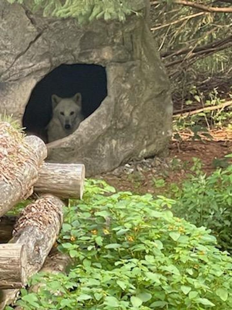 The Wolf Conservation Center Makes Conservation Actually Happen