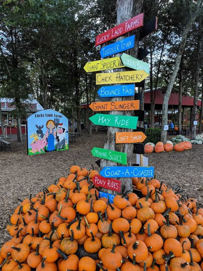 Food, Gift Shops, And The Famous Apple Cider Slushie
