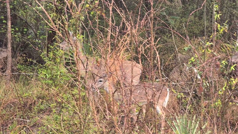 Wildlife And Native Plants Thrive Throughout The Area