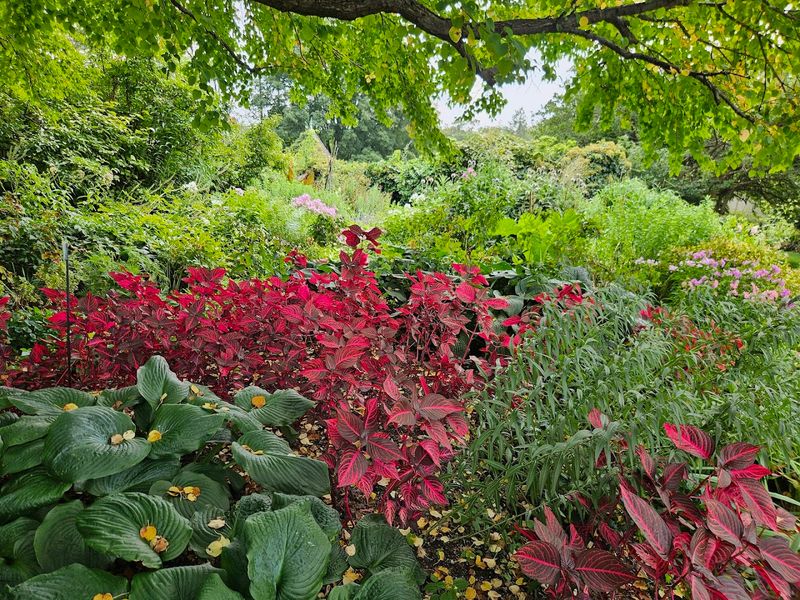 Perennial Beds And Color Arrangements That Inspire Real Garden Ambition
