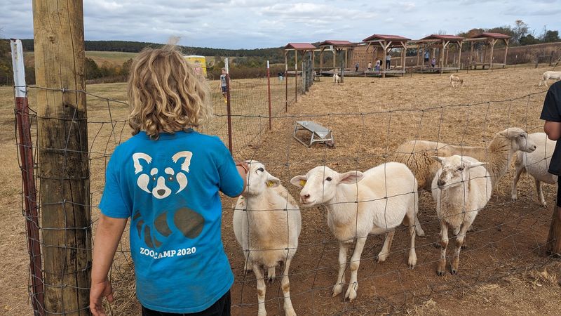Petting And Feeding The Goats Is A Farm Moment Families Treasure