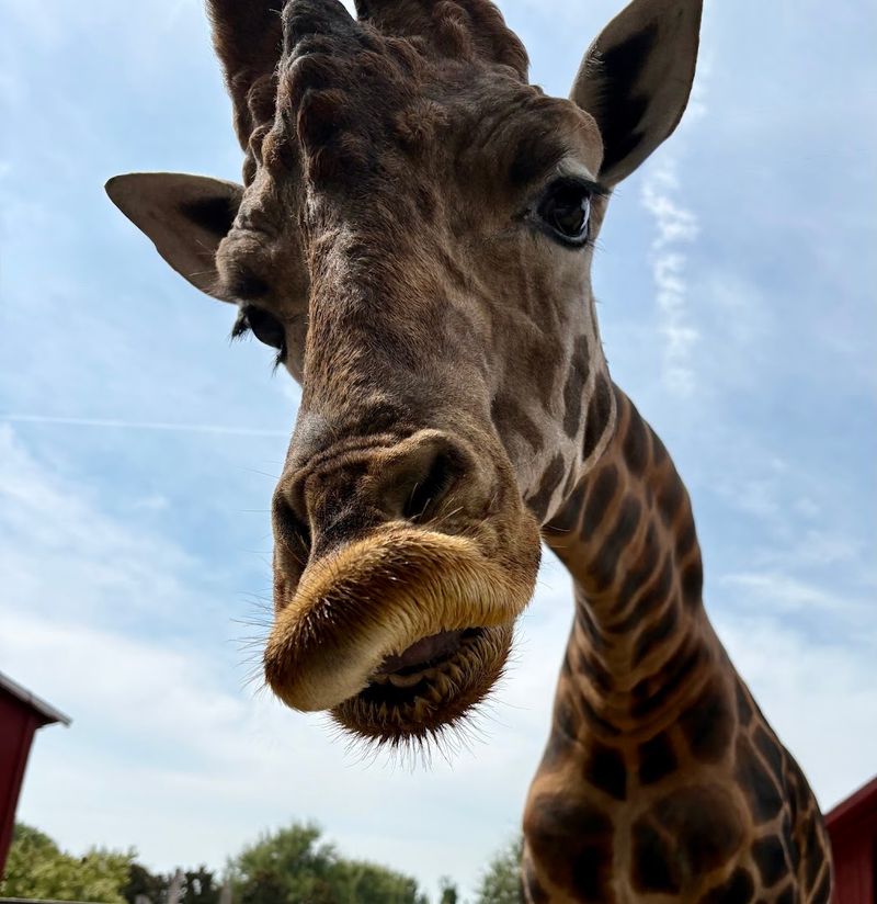 Giraffes Up Close And Why Everyone Talks About Them