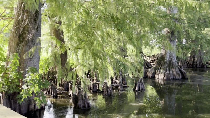 Cypress Trees Standing In The Water Like Ancient Guardians