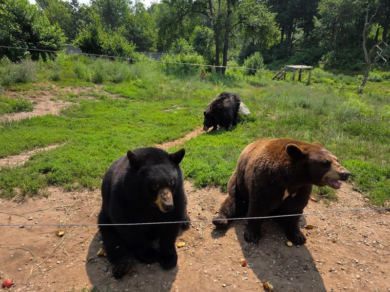 Why Families Love Watching The Bears Up Close