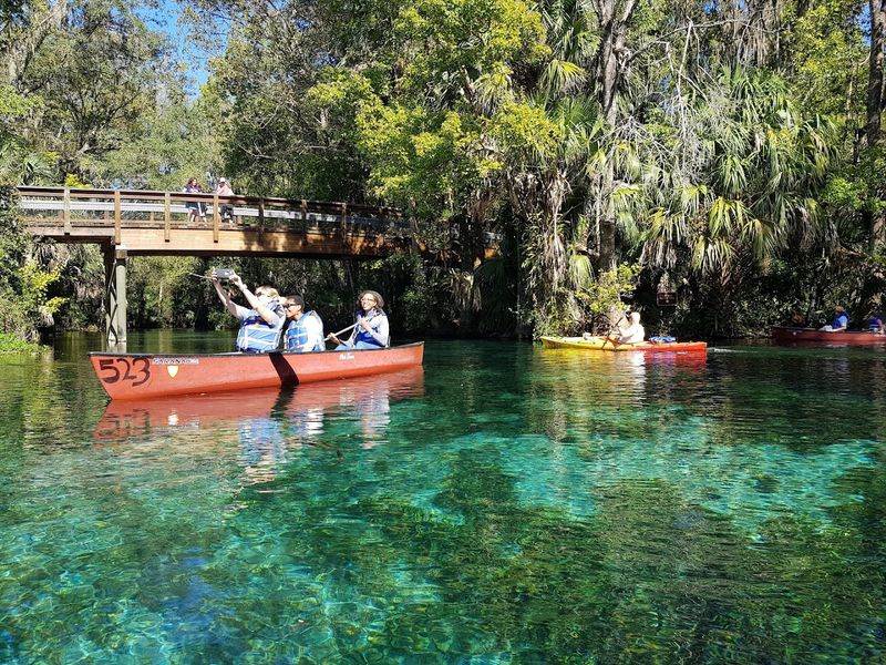 Wild Rhesus Monkeys Roam The Forest Along The River