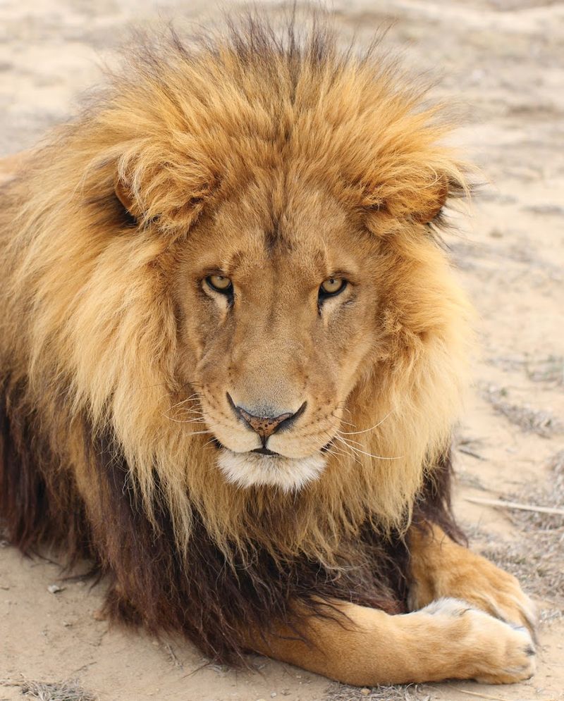 Stories Of Rescued Animals Shared Throughout The Sanctuary