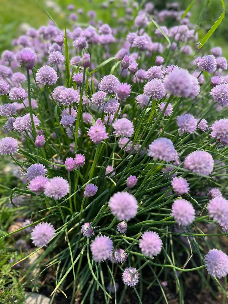 Summer Brings The Most Vibrant Lavender Blooms