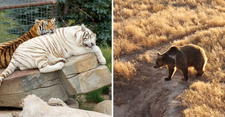 The Fascinating Animal Sanctuary In Colorado Where Visitors See Rare Wildlife