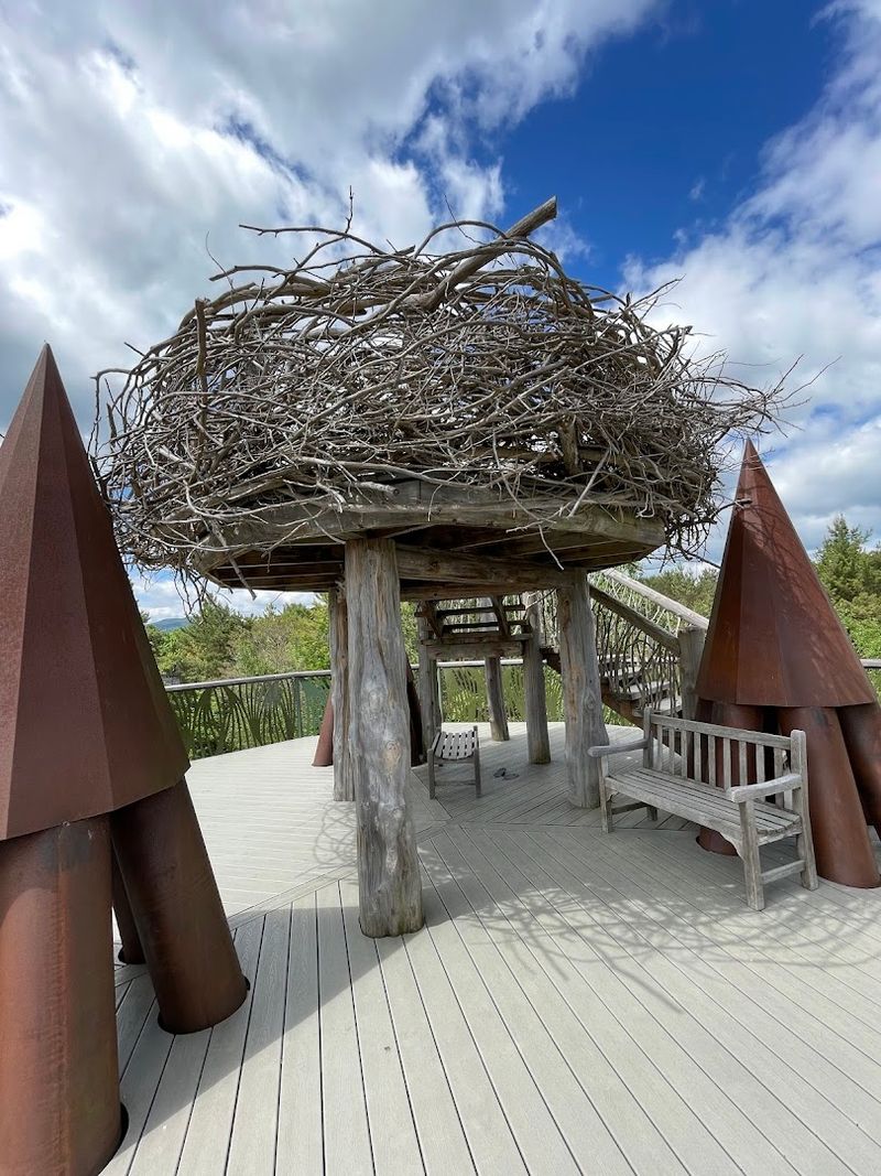 Standing In A Bald Eagle Nest At The Highest Point