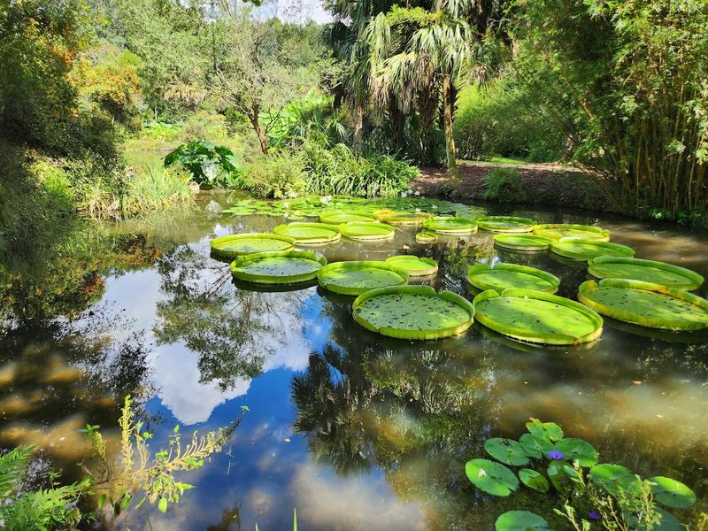 A Pond Where The Famous Victoria Water Lilies Take Centre Stage