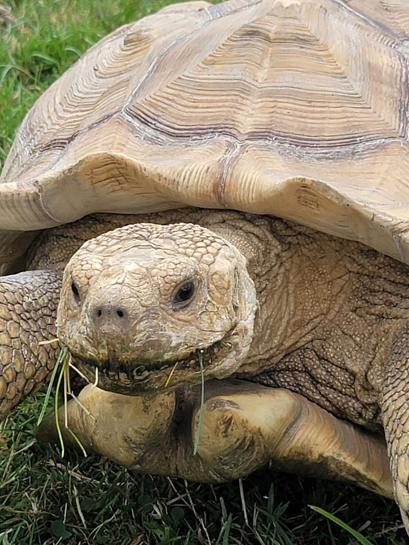 The Preserve Safari Drive-Through