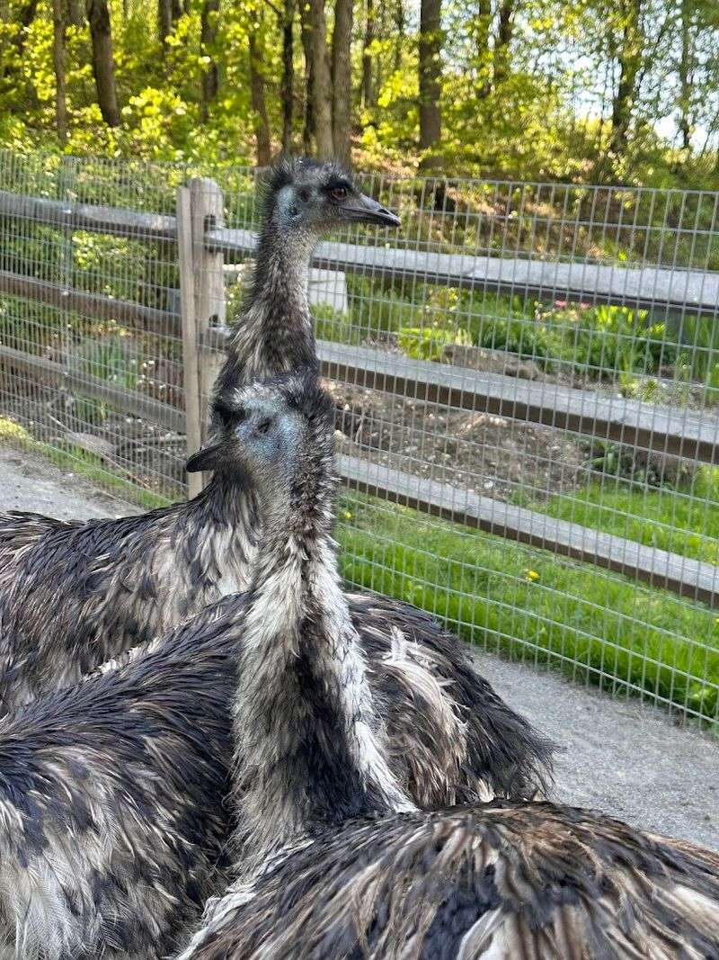 Water Buffalo, Emus, And Every Animal You Did Not Expect To Meet Today