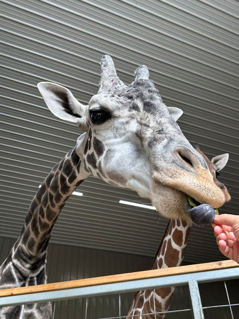 A Day At Wilstem Ranch: Elephants And Giraffes