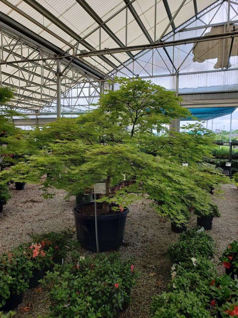 Trees And Shrubs On A Scale You Rarely See