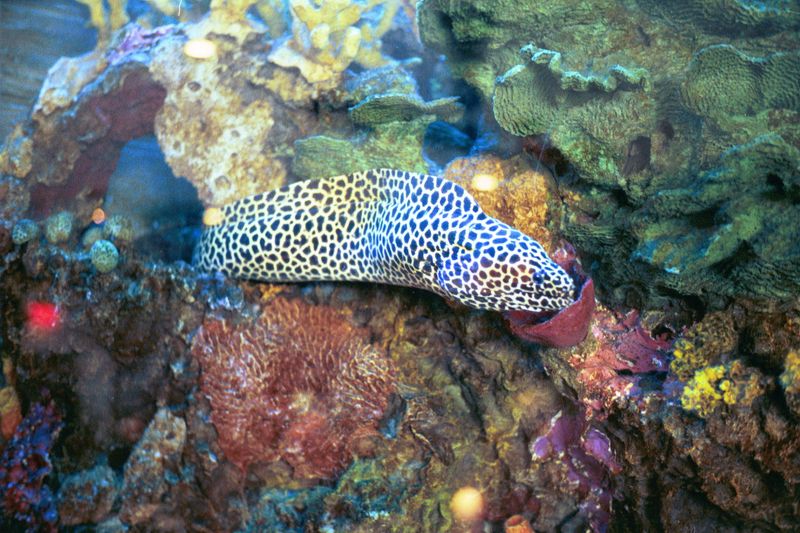 A Nautical Interior That Earns Every Square Inch Of Wall Space 