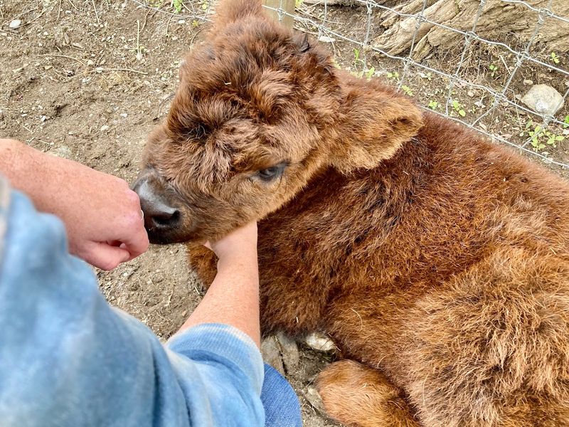 Elk Ravine Farm And The People Who Built Something Worth Visiting