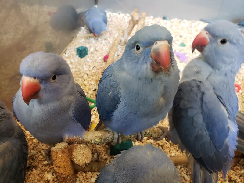 The Baby Bird Nursery That Melts Every Heart