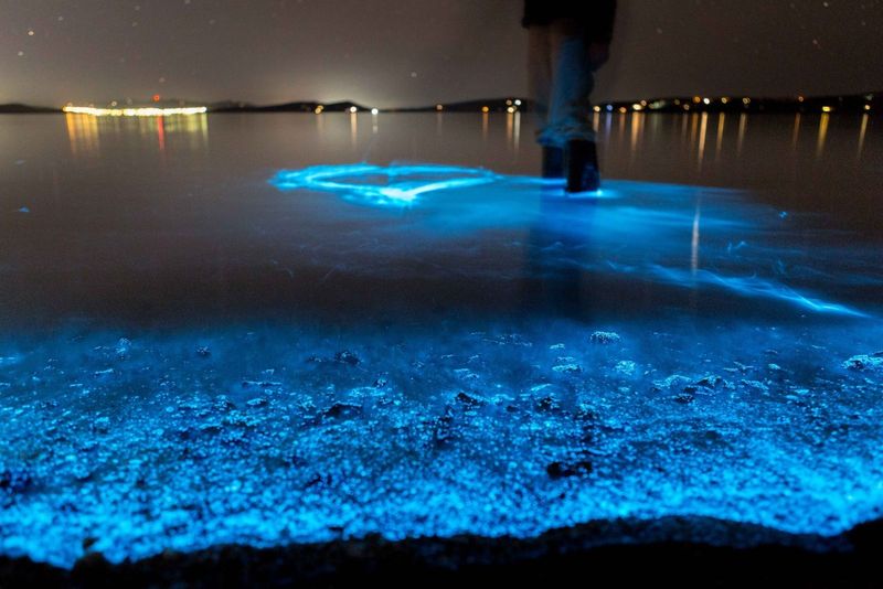 The Lagoon Lights Up At Night With Natural Bioluminescence