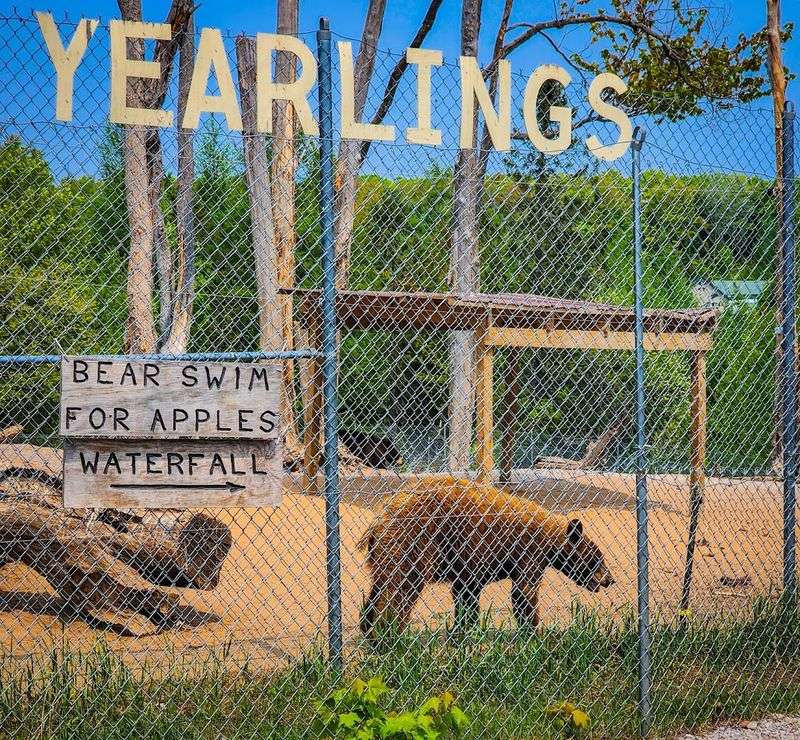 The Story Behind America's Largest Bear Ranch In Michigan